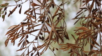 Xylella fastidiosa: campagna di sensibilizzazione