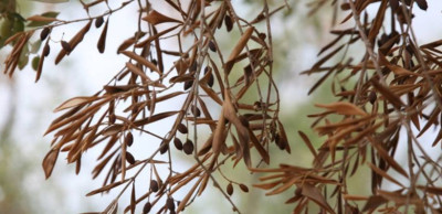 Xylella fastidiosa: campagna di sensibilizzazione